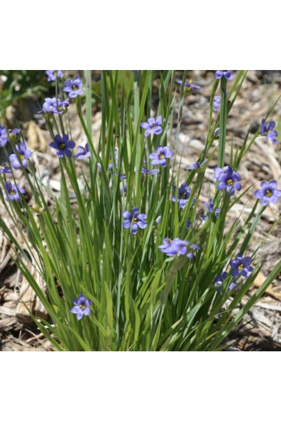 Омфалодес весняна (синьоочка) як декоративна рослина для затінених місць